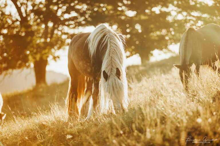 0706020_OmbreDuJour-cheveaux