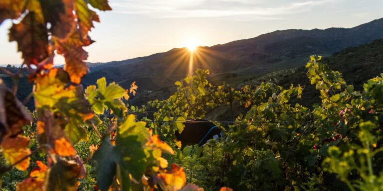 vignes lever de soleil 2